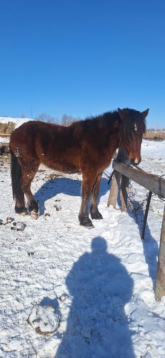 Продам полу тяж кобыла