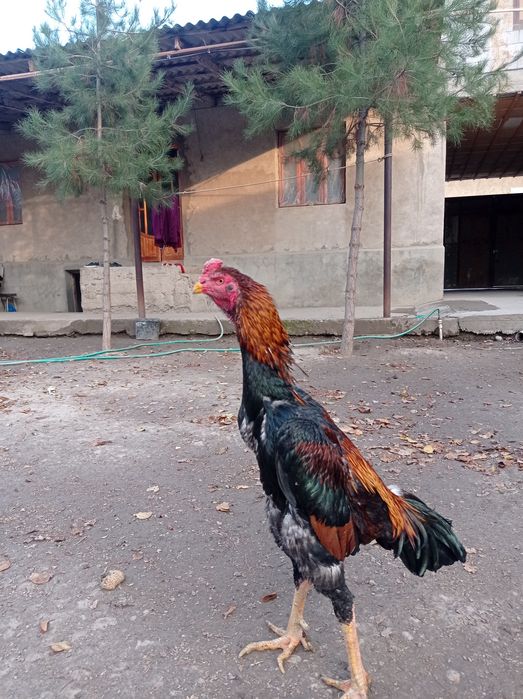 Rus qizlar porno videolar