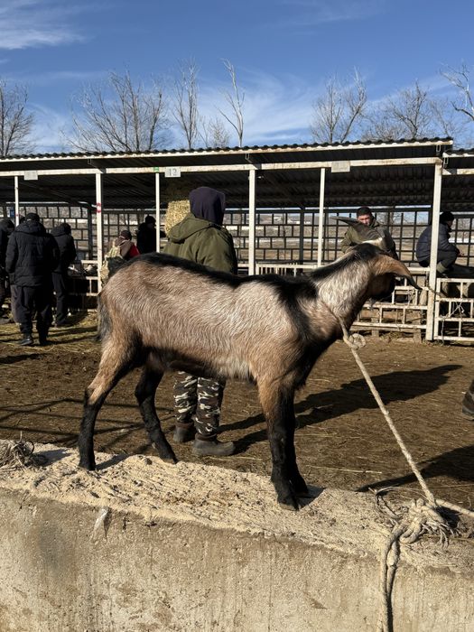 Асыл лақ теке сатылады