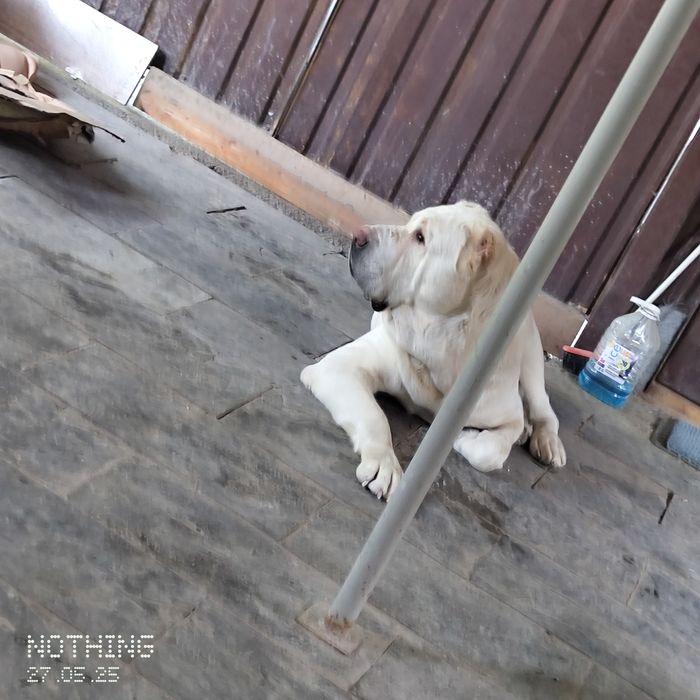 Алабай ищем девочку для вязки