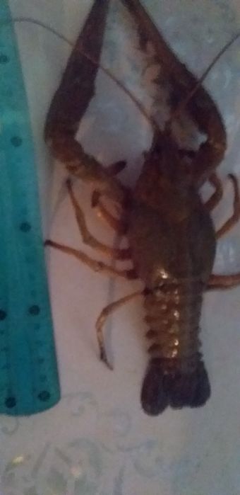 Живые и вареные раки очень сочные и