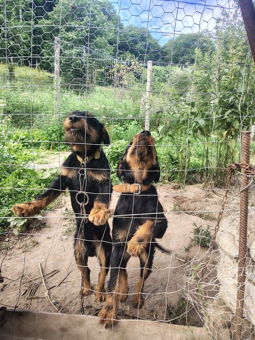 Căței Terrier de vanatoare