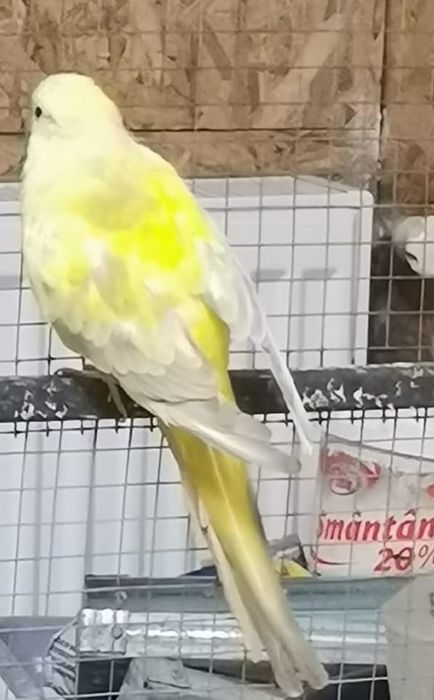 Papagali de vânzare