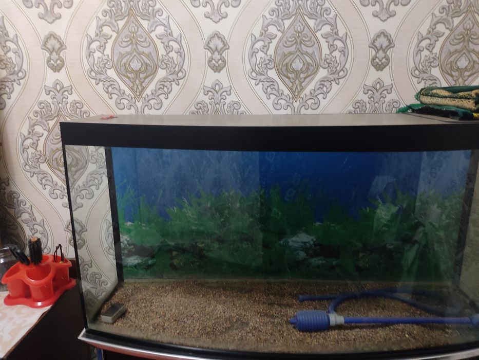 Akvorum holati yahshi 250letr