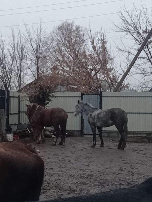 Продам араба лошадку