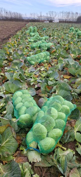 Varză de vânzare!