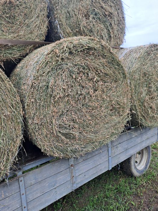 Baloti lucerna cal 1