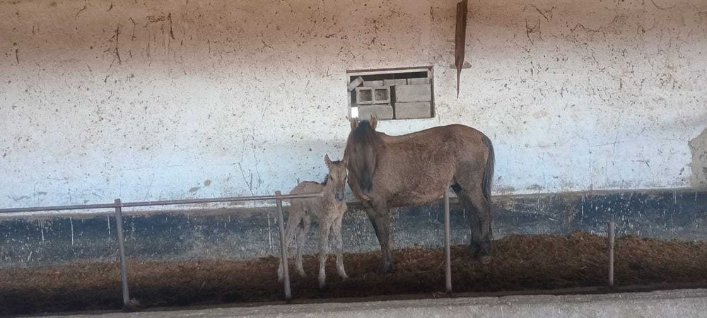 Бие кұлынымен сатамын,