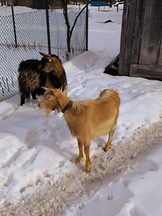 Țap de vânzare rasa mixtă