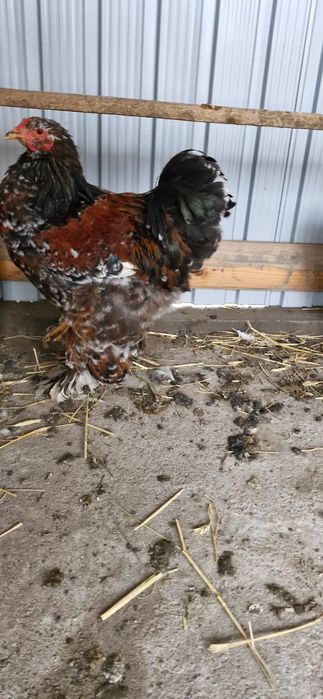 Cocoș Brahma Porțelan