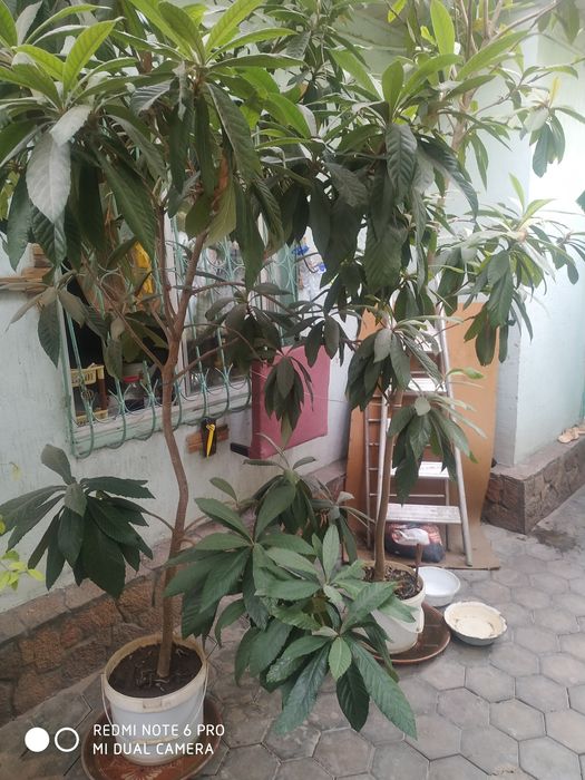Продам мушмулла дерево