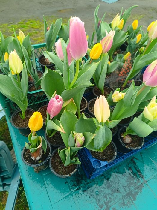 Лалета за градината