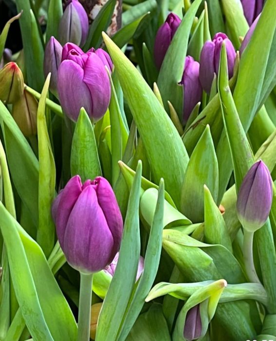 Тюльпаны опт В НАЛИЧИИ 430 ТГ.