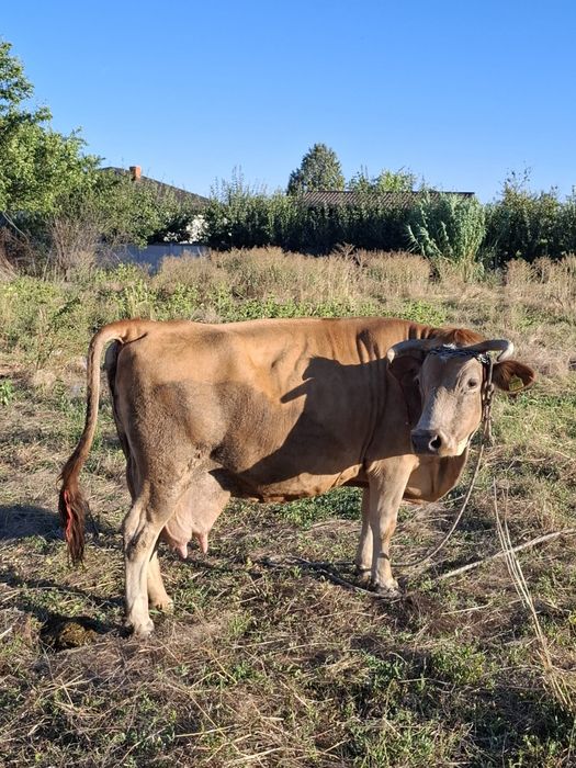 De vânzare vaca cu viței