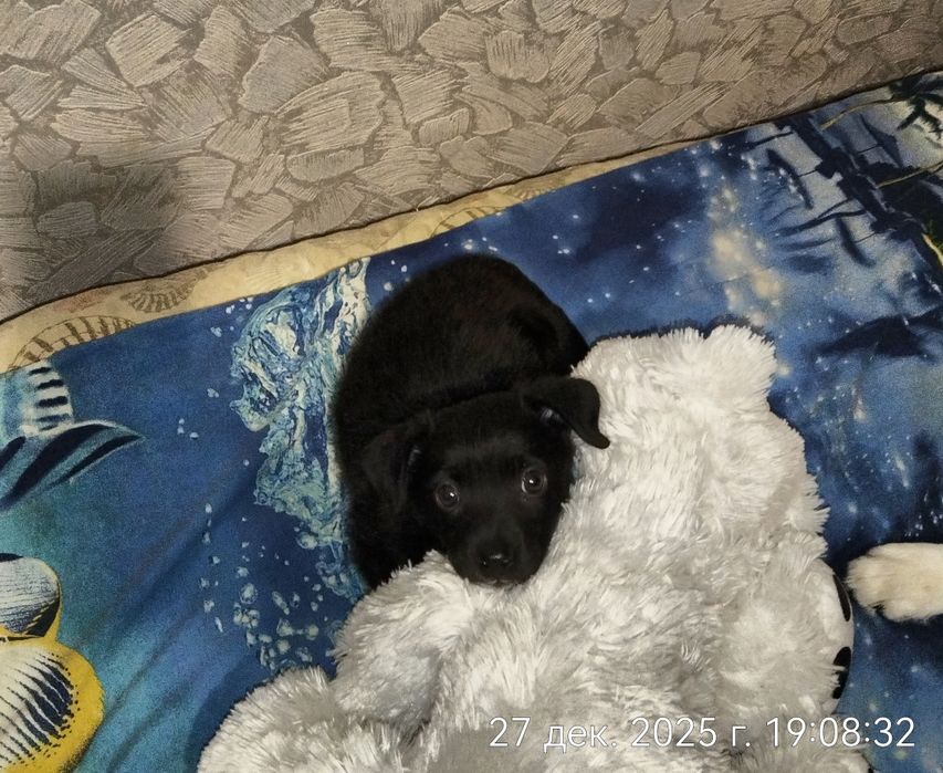 Щенок в поисках дома