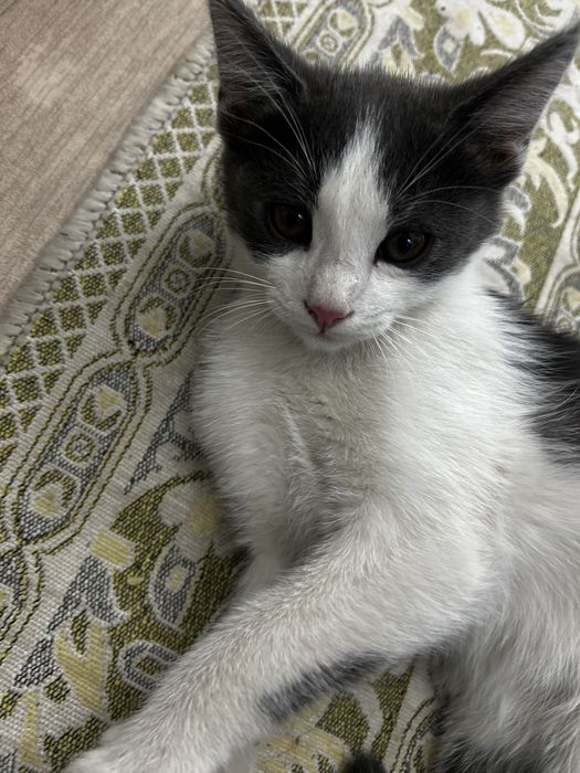 домашние кошкиии