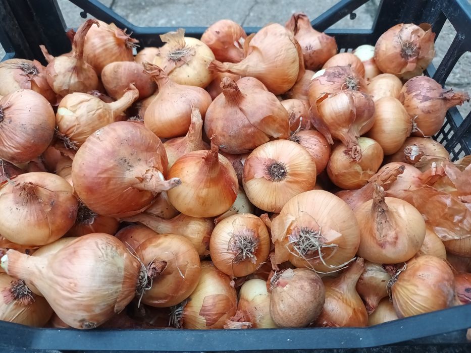 Vand ceapa si usturoi romanesc de primavara