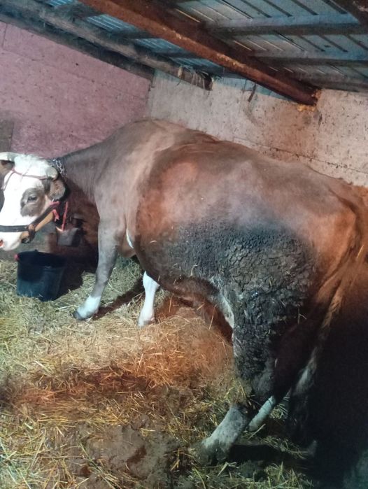 Vind vaca la alegere din 2