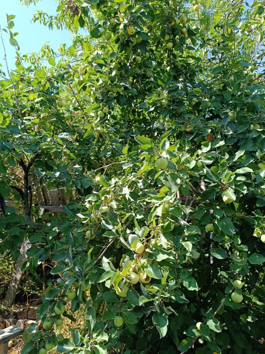 Дача в обществе природа.