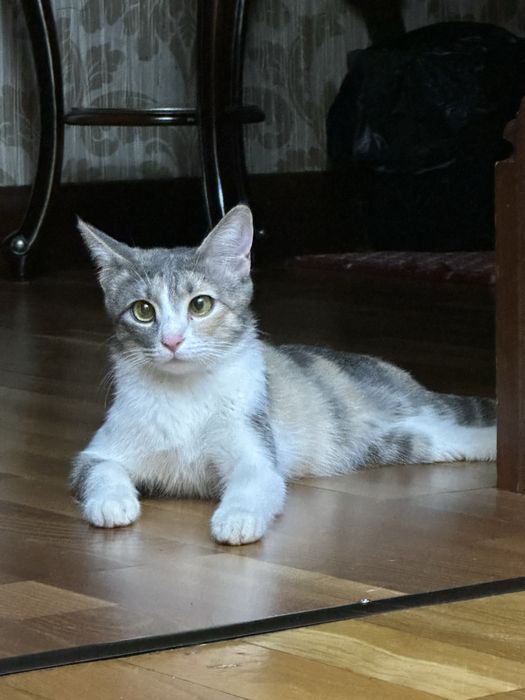 Кошка с котятами в добрые руки