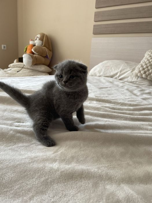 Британска късокосместа/ Шотландска клепоуха