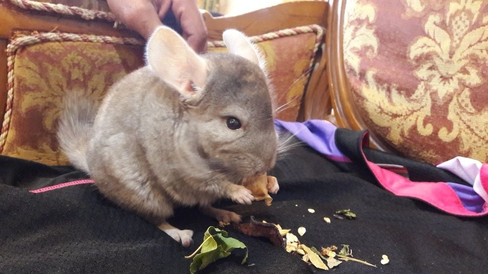 Шиншилла любимый питомец