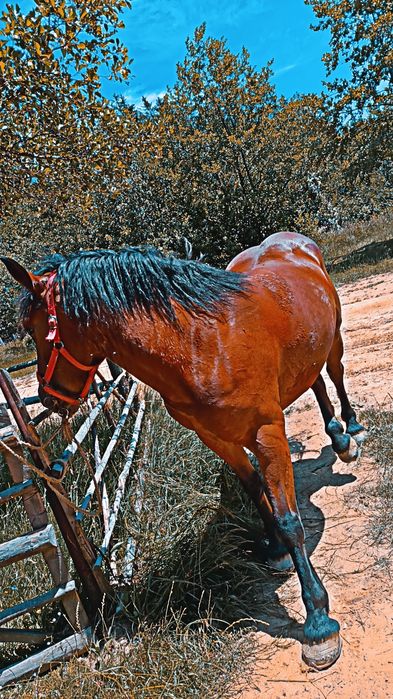 Iapă de 4 ani de vanzare