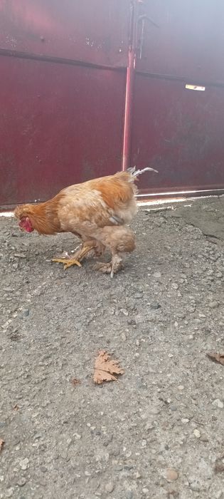 Vând Cocoş Cochinchina