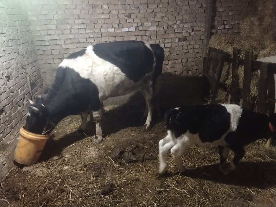 Сыйырлар сатылады