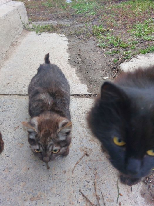 Отдам котенка в хорошие руки
