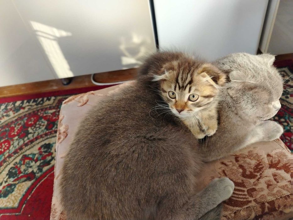 Мушукча сотилади