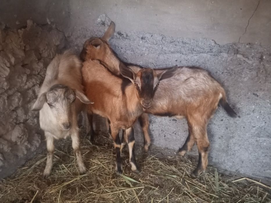 Продам Альпийских козликов