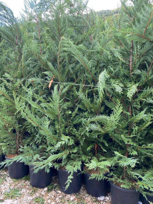 Transformă-ți Curtea cu Leylandii – Calitate Extra și Montaj Inclus