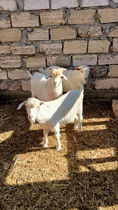 Еркек лақтар сатылады