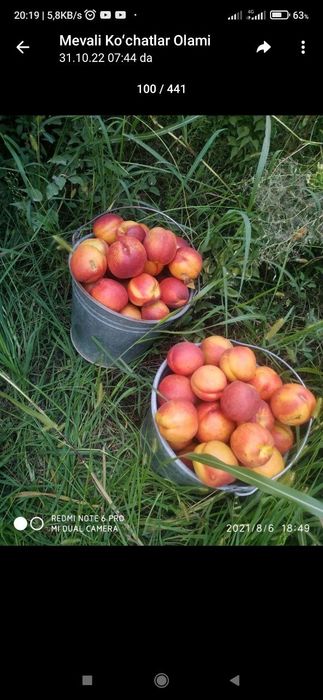 Mevali daraxt ko'chatlari sotiladi