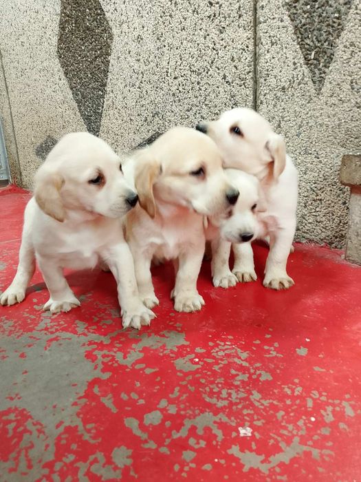 Лабрадор ретривър