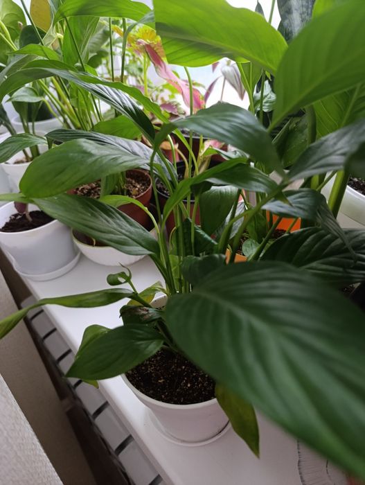 Комнатные растение