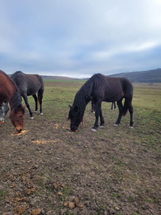 Vând caii mai multe detalii la telefon