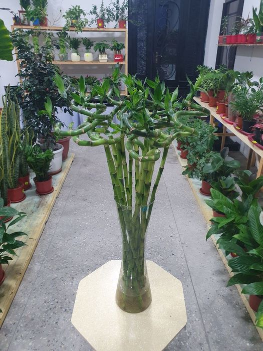 Bambuk бамбук.  .