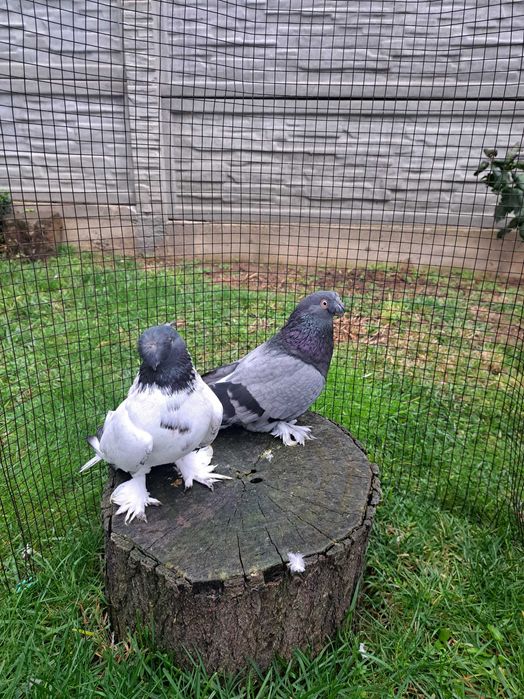 Jucatori de Botoșani  Turturele diamant și razatoare