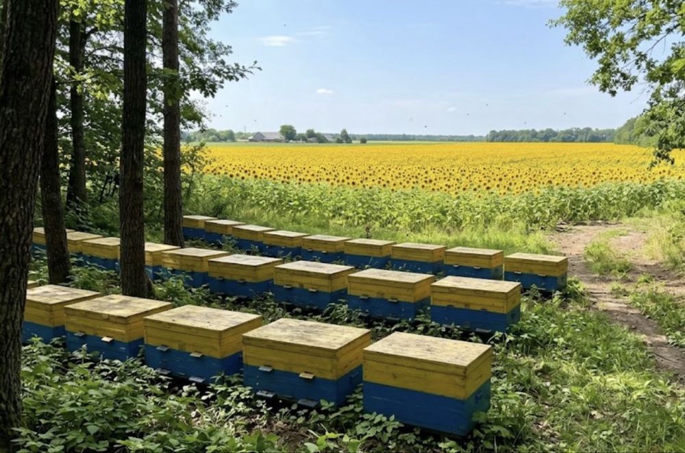 Продажа пасеки или обмен.