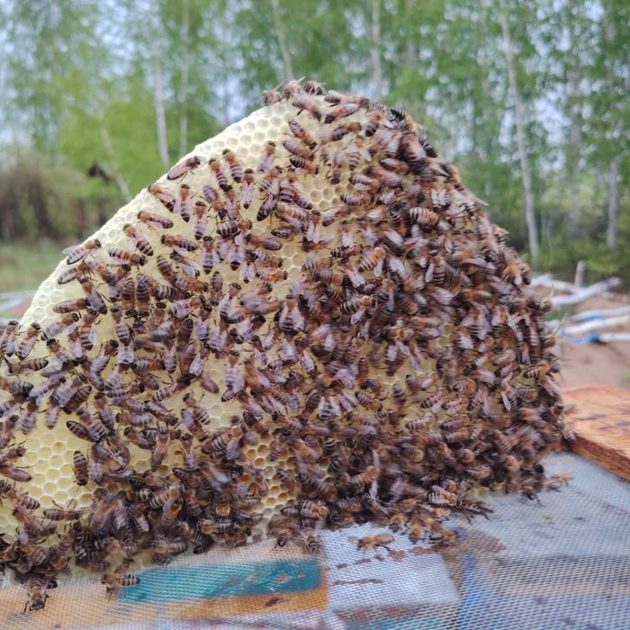 Прополис и продукты пчеловодства