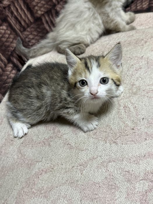 Отдам девочку котенка в добрые руки