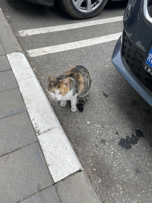 Pisicuta blanda de dat spre adoptie .