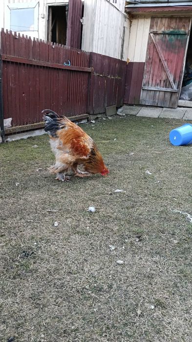 Cocoș brahma  columbia