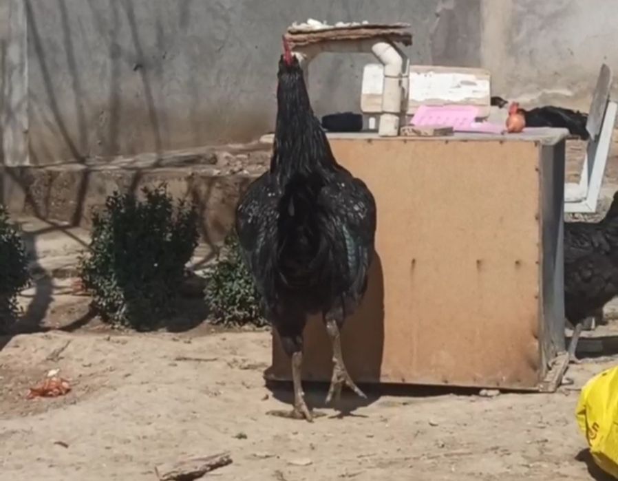 Gegant qora shaxzoda tuxumlari bor rasmdigi ota onalari