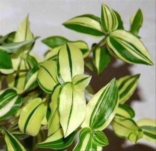 Продам укорененные саженцы