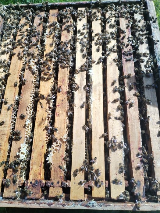 Vînd famili de albini