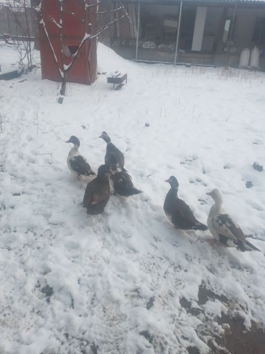 Продам шипунов самки город тараз