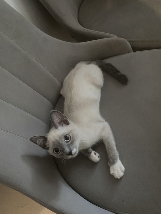 Котенок срочно (девочка)